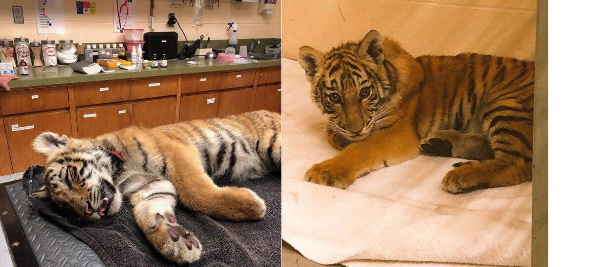 A tiger cub was taken to Gladys Porter Zoo in Brownsville, Texas Monday after it was found unconscious in a duffel bag near the Rio Grande River, left behind by three apparentl smugglers.