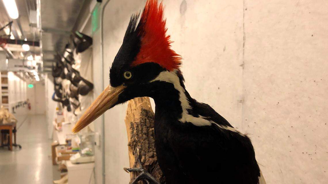 An ivory-billed woodpecker specimen is on a display at the California Academy of Sciences in San Francisco, Sept. 24, 2021. (AP Photo/Haven Daley, File)