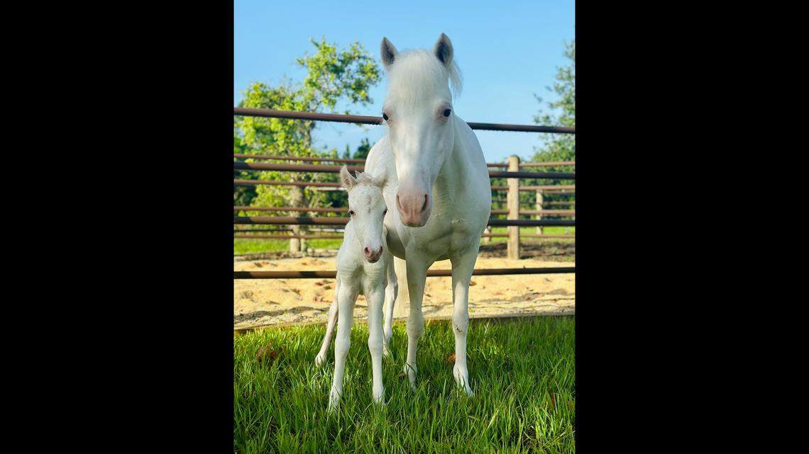 A newborn Shetland pony at Walt Disney World’s Tri-Circle-D Ranch will one day have a fairy tale job.