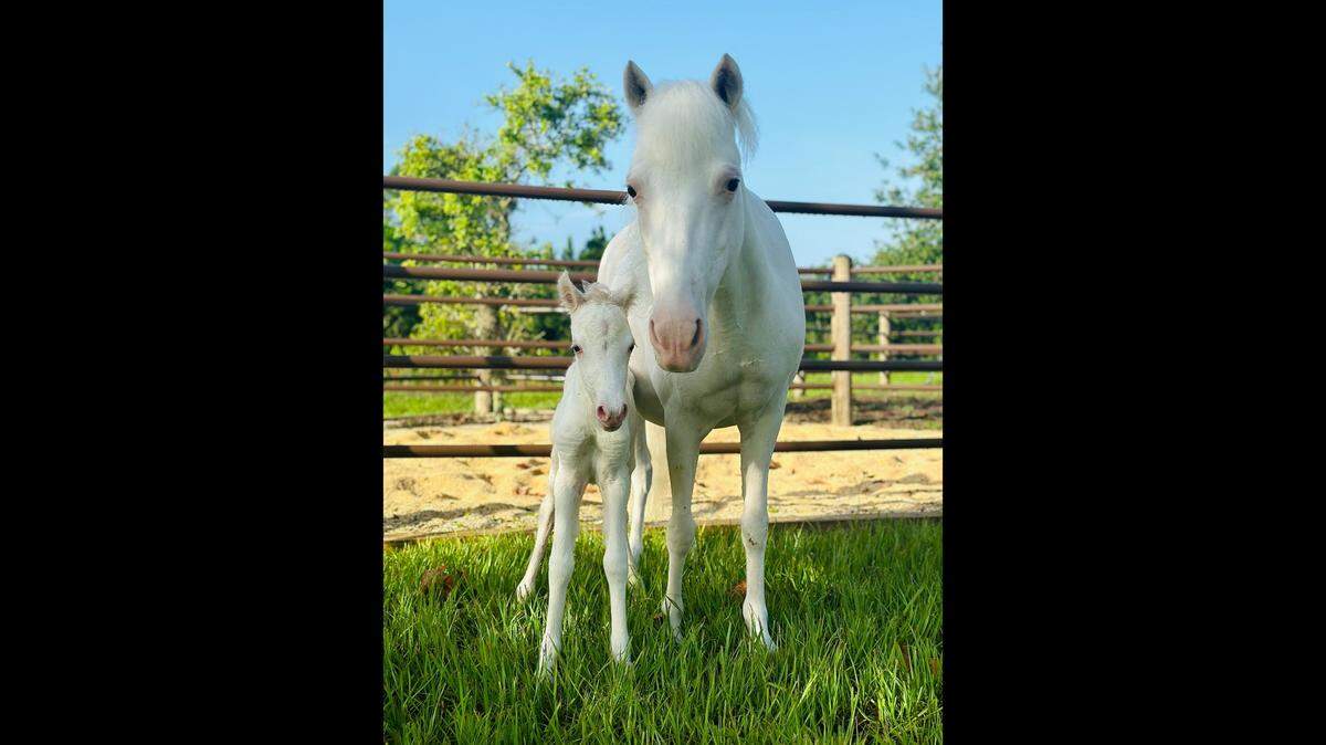 A newborn Shetland pony at Walt Disney World’s Tri-Circle-D Ranch will one day have a fairy tale job.