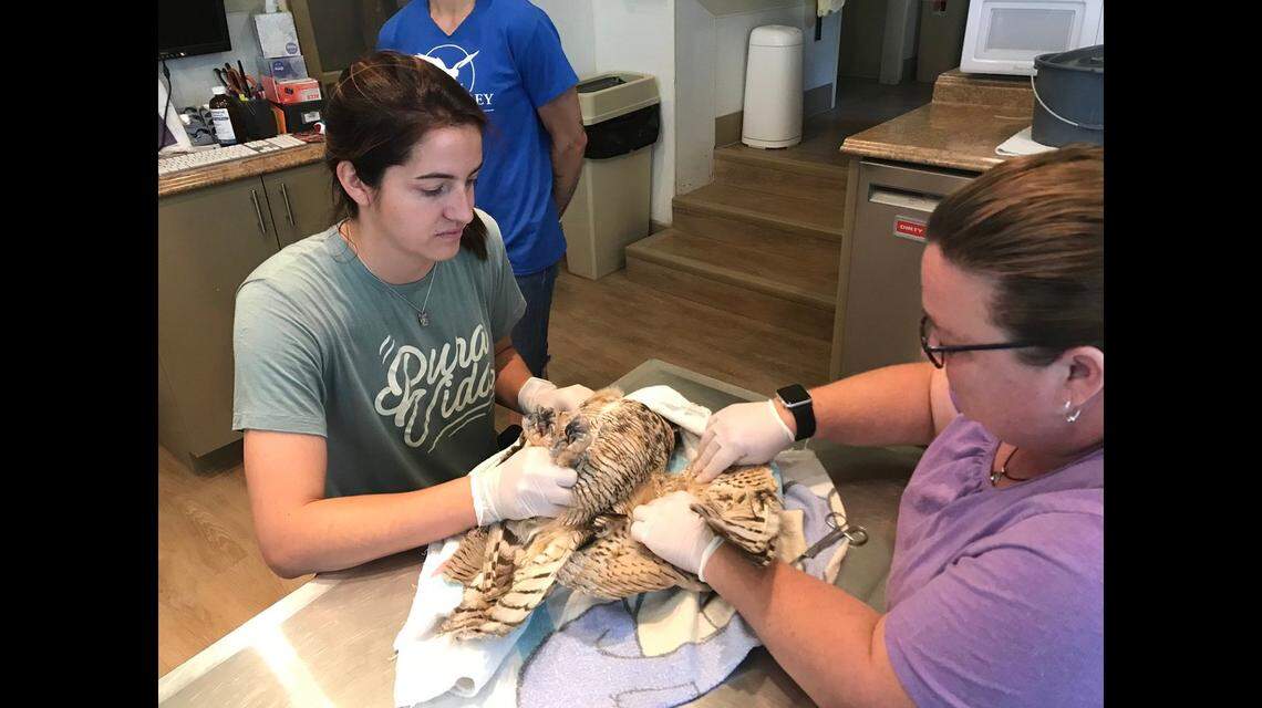 Birds of Prey Foundation in Broomfield, Colorado, is rehabilitating a female Great Horned Owl rescued from a fishing line. Photo by Colorado Parks and Wildlife.