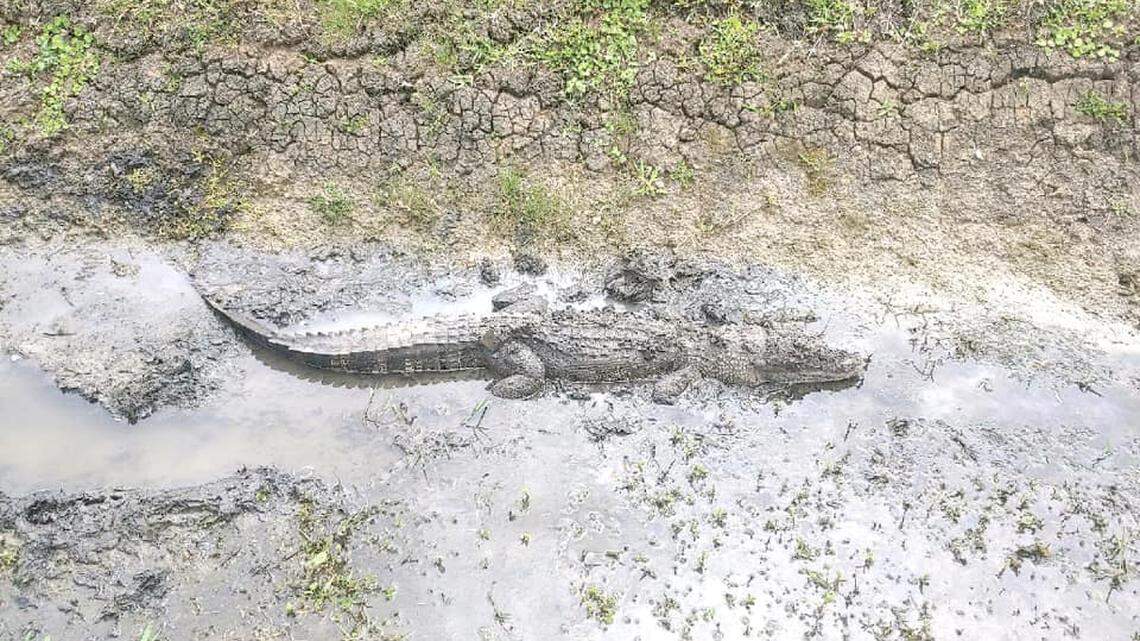 A 6-foot alligator was found in a drainage ditch in Texas, officials said.