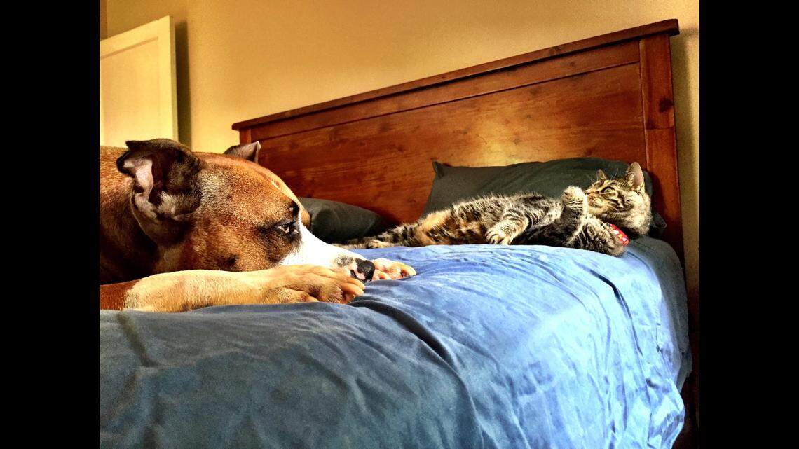 The one item on Theo’s bucket list that he may never complete is becoming friends with Kindi the cat, McMillan said.