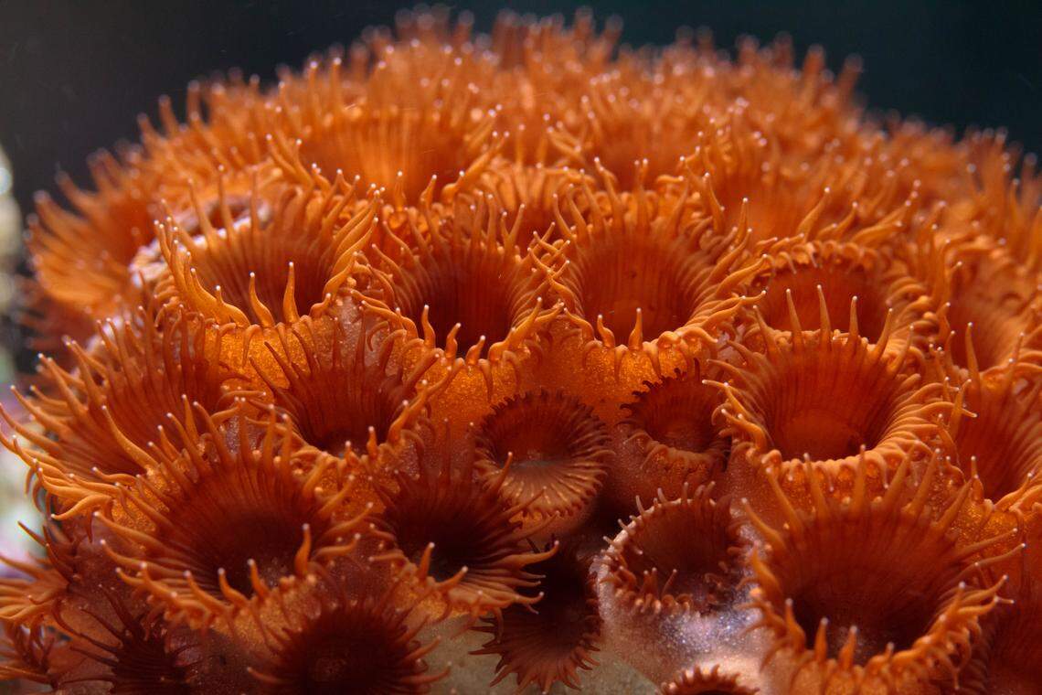 Some of the prettiest decorations in your fish tank might be deadly.