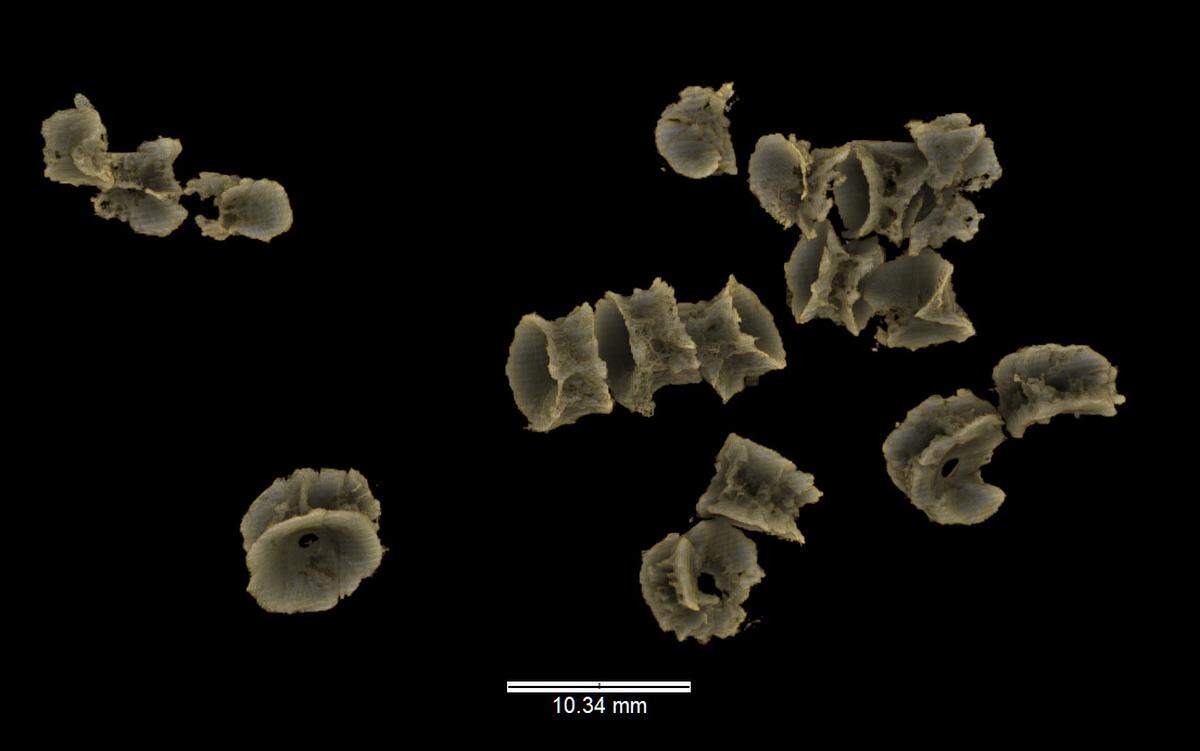 Fish vertebrate found in the gut belonged to a teleost, which today includes tuna and halibut.