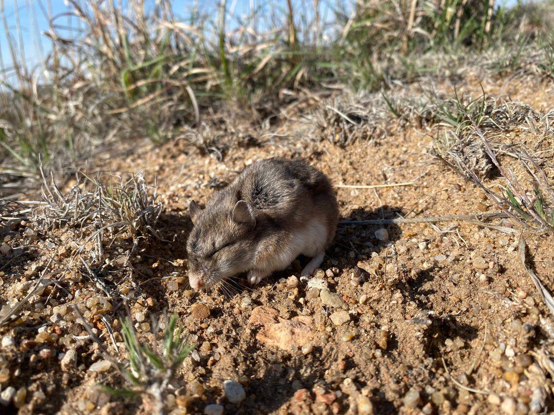 The grasshopper mouse consumes worms, scorpions and even other mice, officials said.