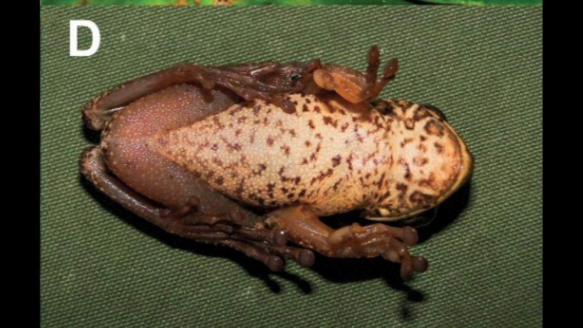 The bottom of a male frog.