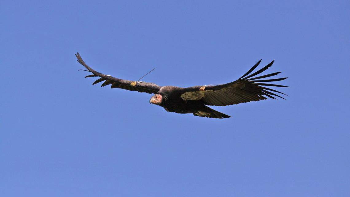 California Condor.