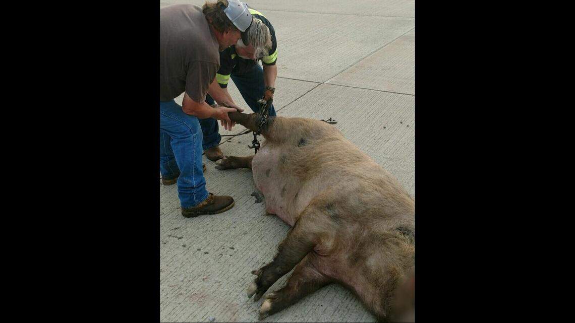 The crash killed the hog, police said.