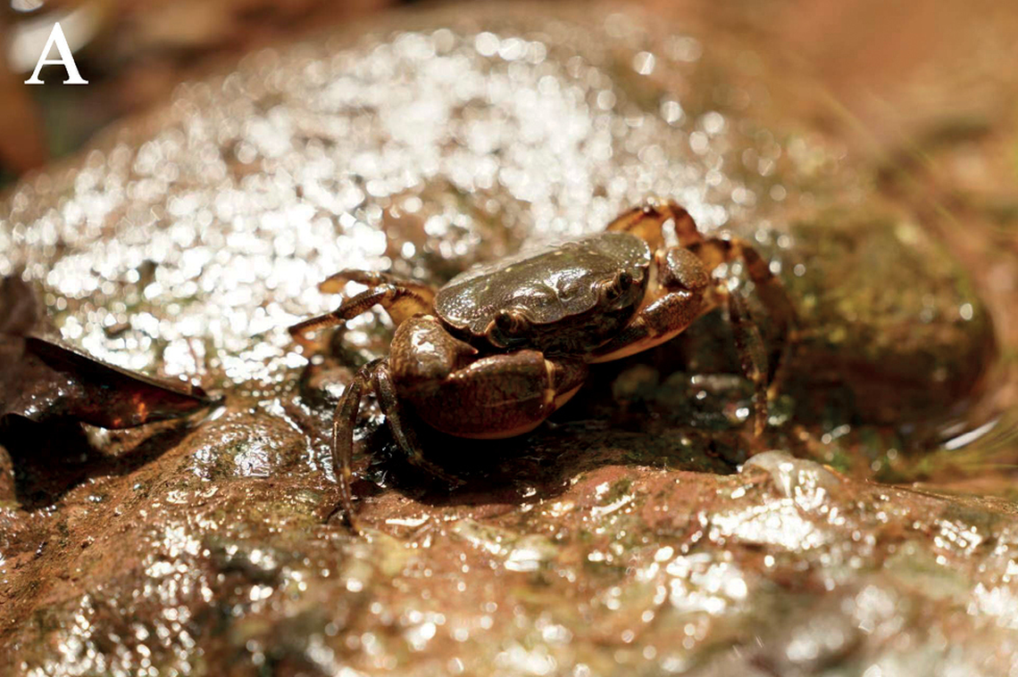 The newly identified crab lives in freshwater puddles and rivers and hides under rocks, the study said.