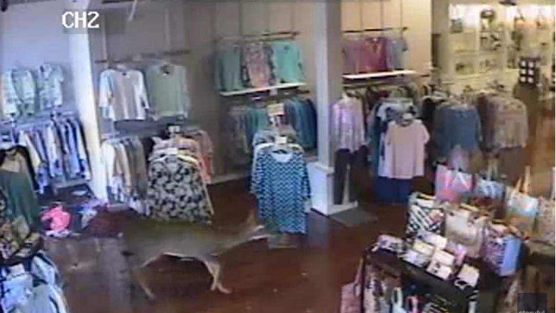A deer crashed through the window of Penelope, a boutique clothing store in Forest, Virginia, on Tuesday, March 1, 2022.