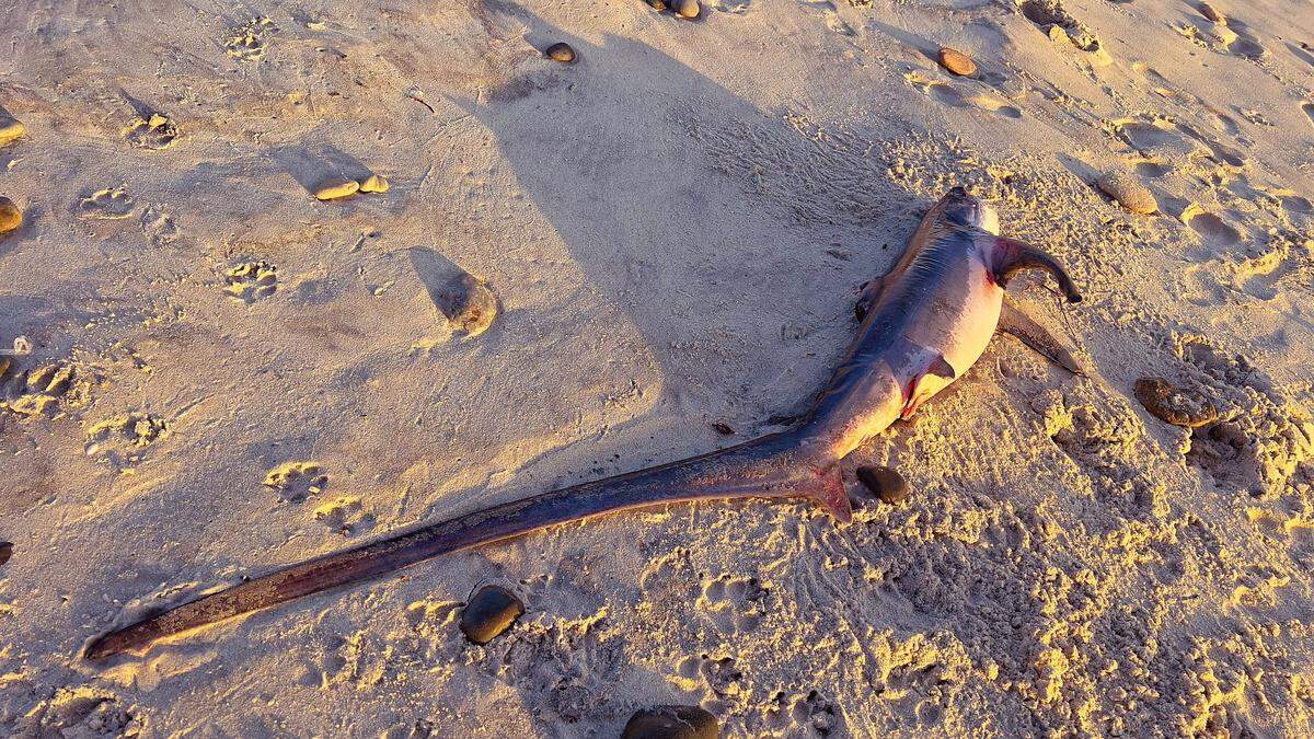 Thresher shark tail fins can account for half of the shark’s total body size, and aids in their ability to hunt and kill prey.