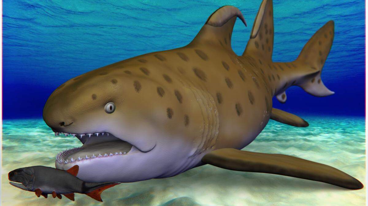 Researchers recently named a 6.7-foot “Godzilla Shark” with 12 rows of teeth that lived 300 million years ago a Dracopristis hoffmanorum, or Hoffman’s Dragon.