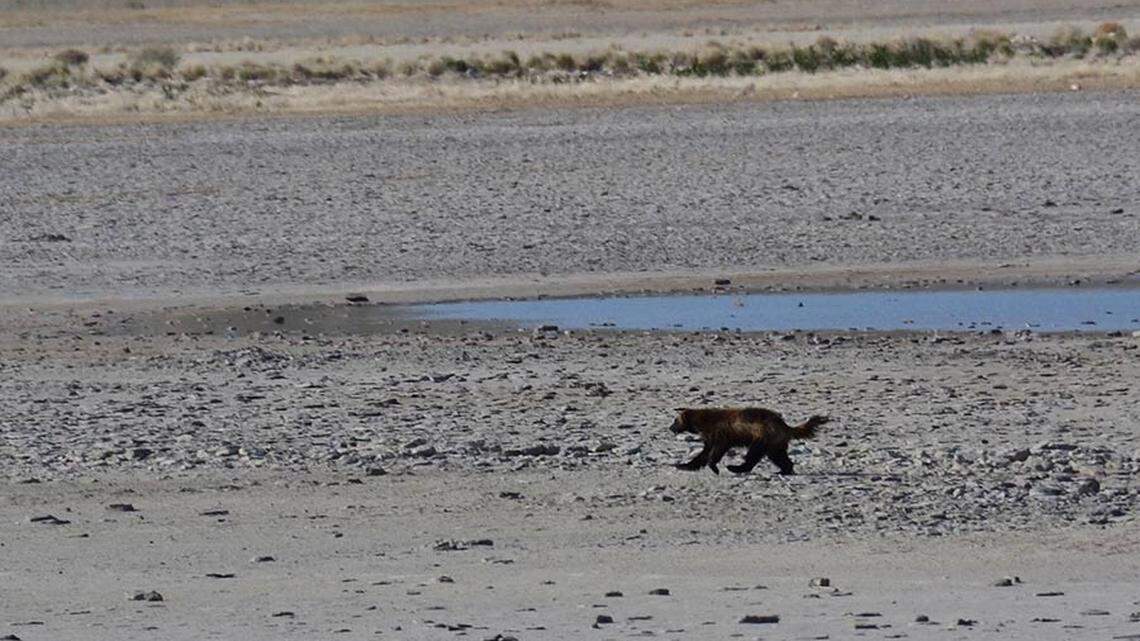 Utah officials confirmed that video shows a rare wolverine wandering through the open desert.