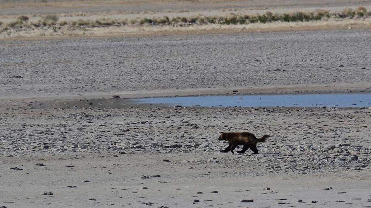 Utah officials confirmed that video shows a rare wolverine wandering through the open desert.