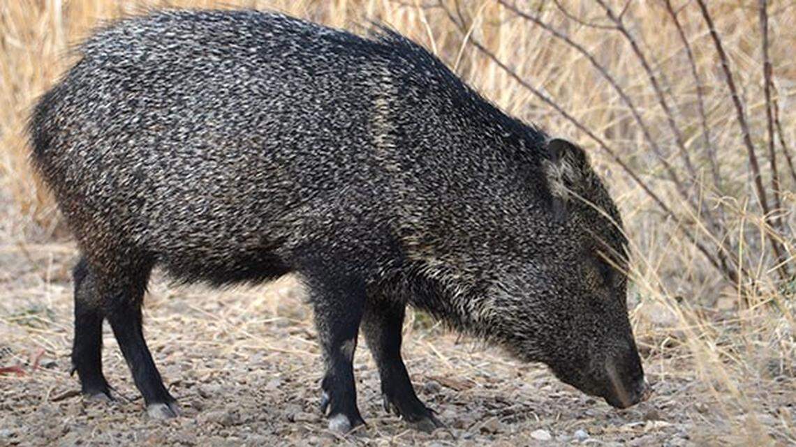 A javelina (not the one pictured) charged at a woman and her dog as she took trash to a dumpster April 4 in Tucson, Arizona, wildlife officials said.