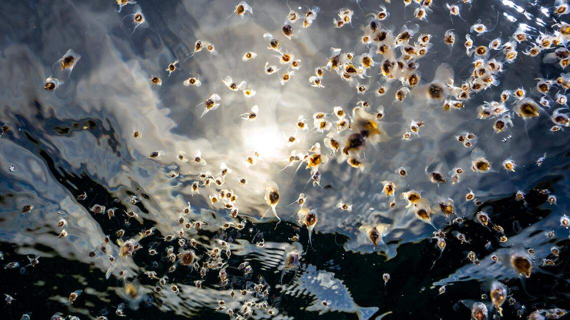 Millions of sea butterflies have flocked to the Israeli coast for the first time in 29 years.