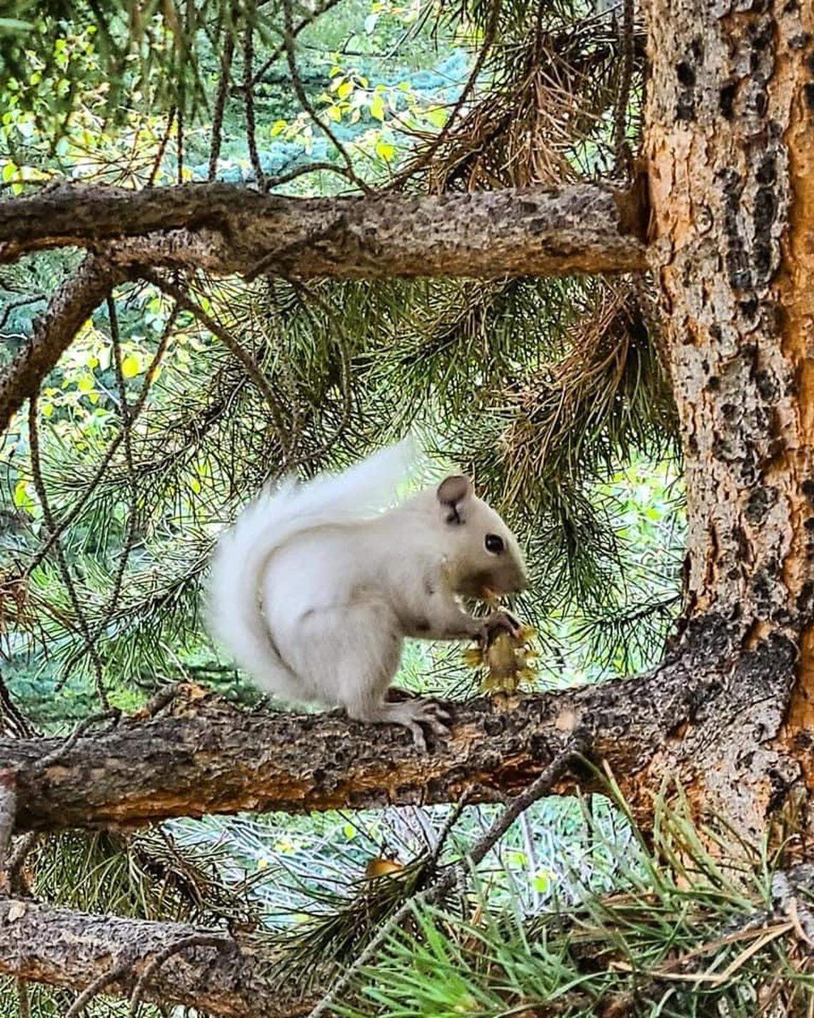 A Colorado park ranger spotted a rare white squirrel.