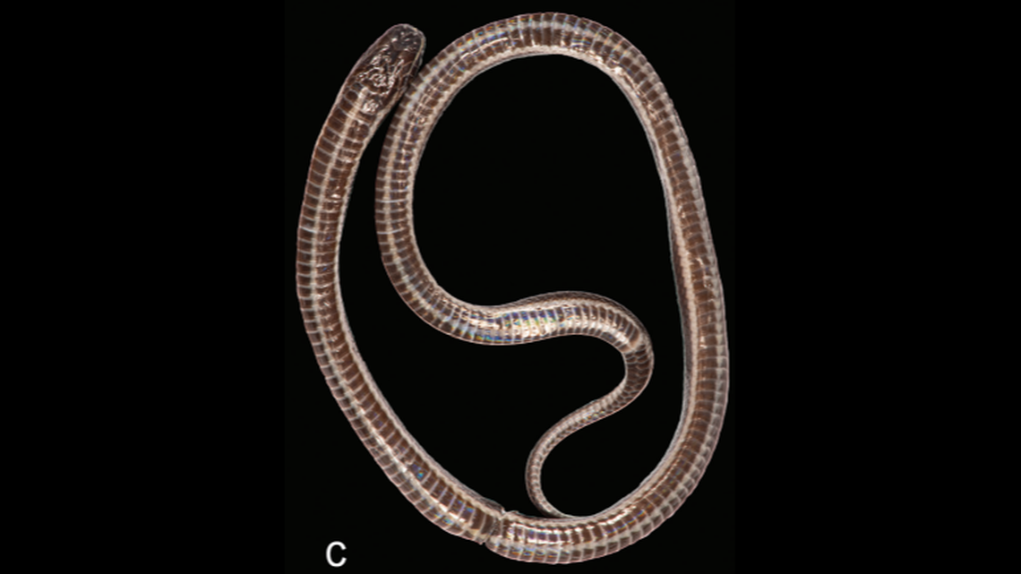 The creature is approximately 7-inches long, scientists said.