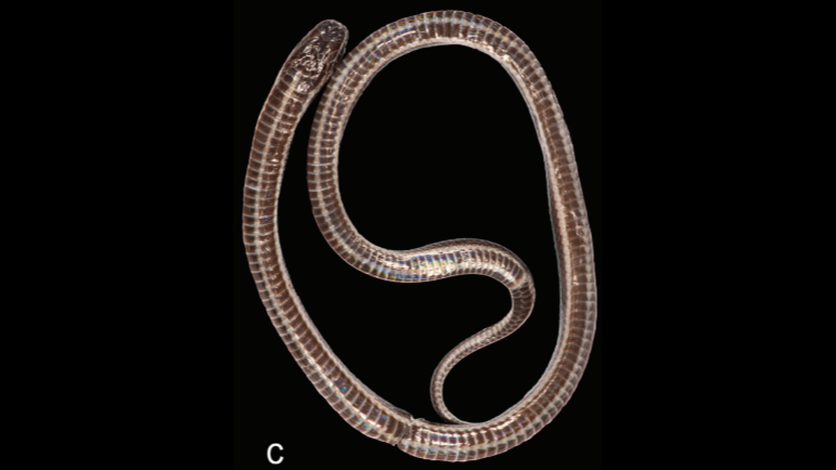 The creature is approximately 7-inches long, scientists said.