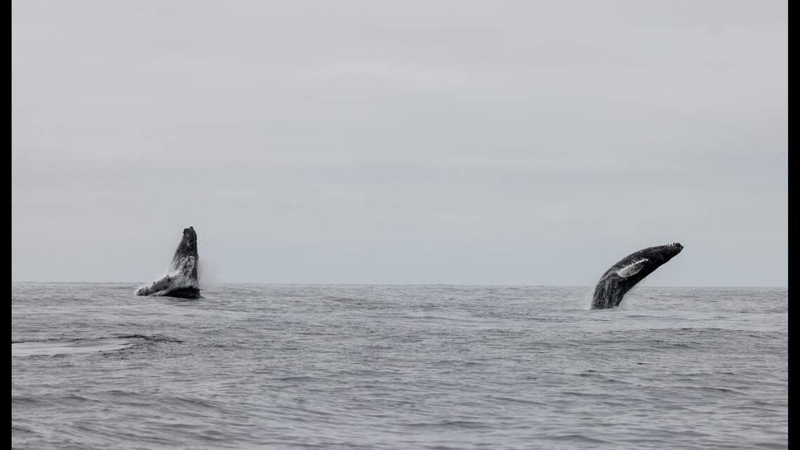 The mom and her calf jumped from the water at the same time.