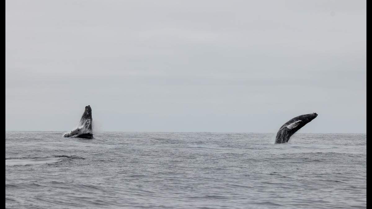 The mom and her calf jumped from the water at the same time.