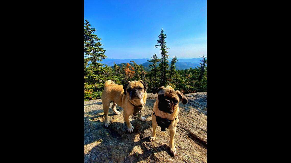 Woof and Lemon, the mountain climbing pugs, haven’t stopped after completing the NH 48.