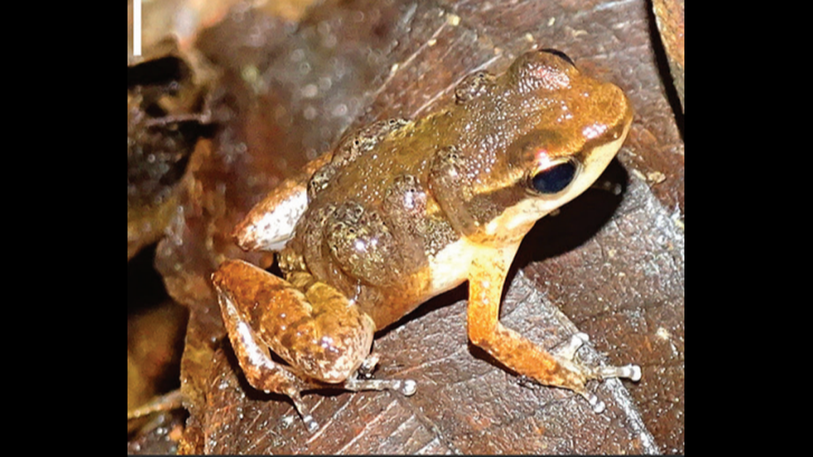 A male pale-ventered nurse frog carries 10 tadpoles on his back.