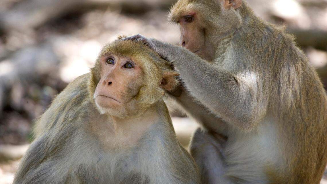 A group of rhesus macaques monkeys.