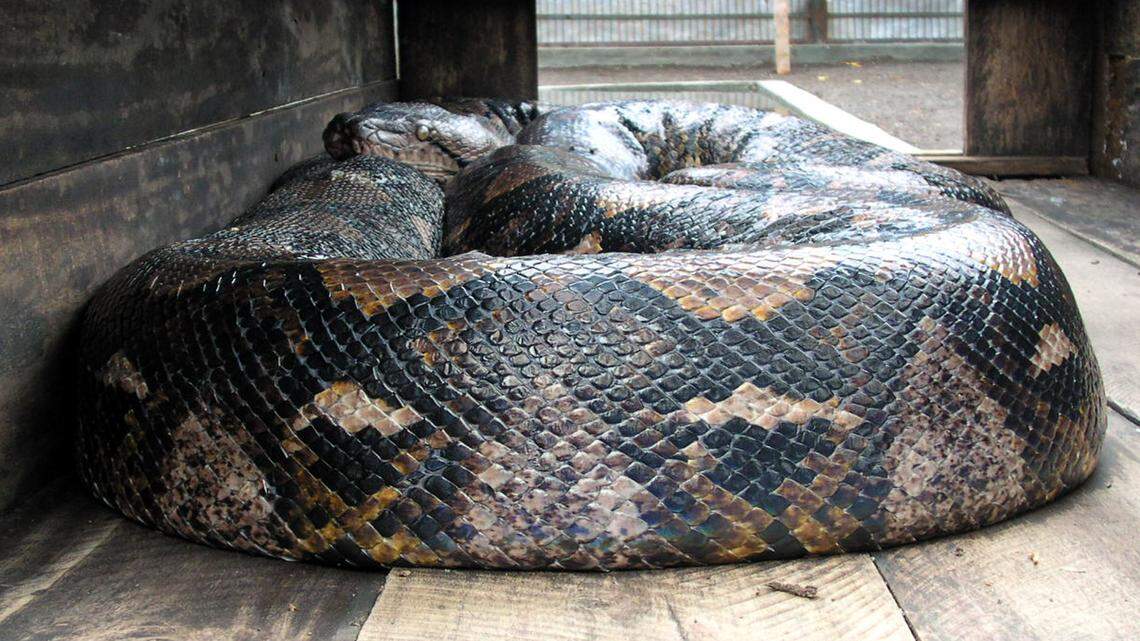 In this 2003 file photo, a 14.85 meter-long (49 feet) reticulated python curls in a box in Curugsewu, Central Java, Indonesia. An Indonesian woman was cut from the belly of a 25-foot python Friday in Sulawesi, Indonesia.