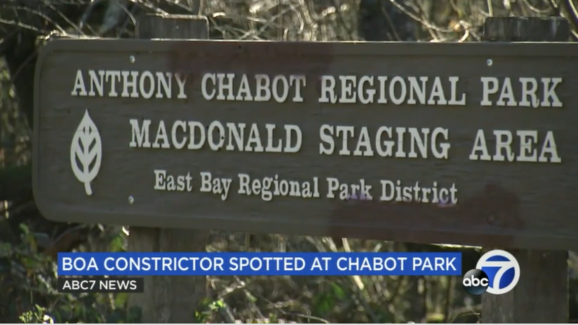 A python was found in Anthony Chabot Regional Park on Sunday, Feb. 13.