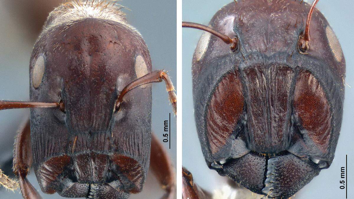 Colobopsis explodens, or "the exploding ants"