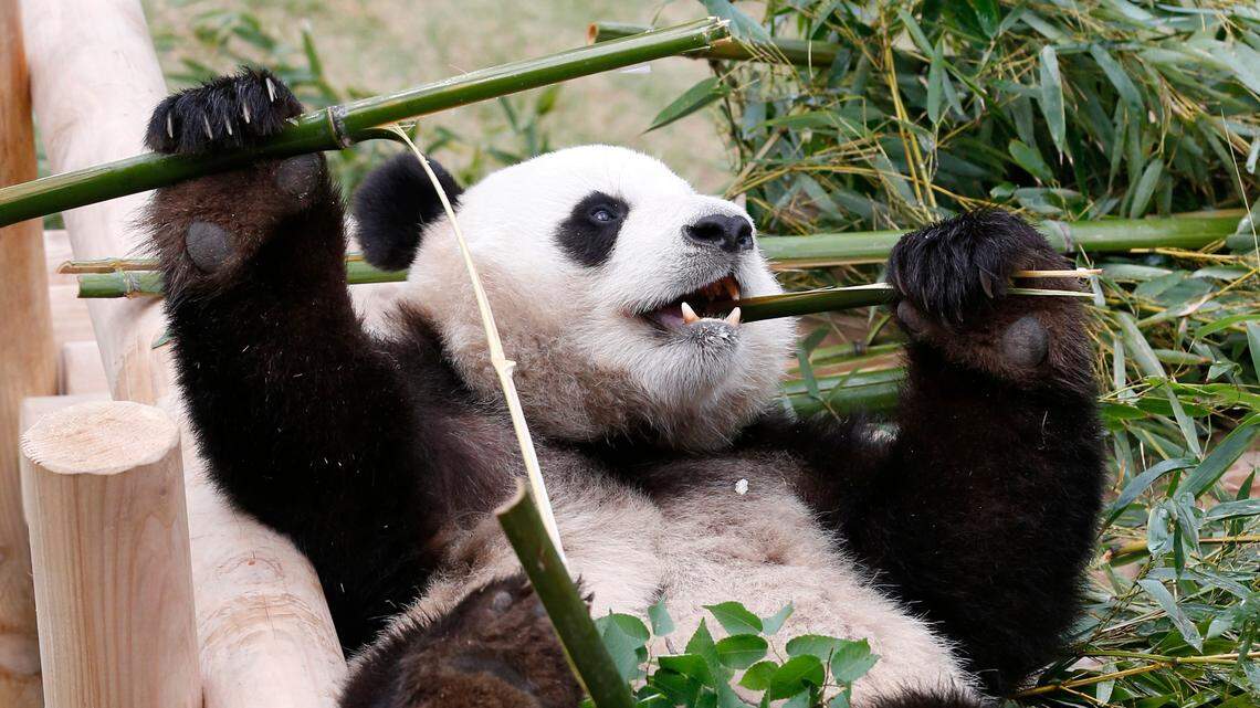 Giant panda twins were born in South Korea for the first time, zoo officials said. (AP Photo/Lee Jin-man)