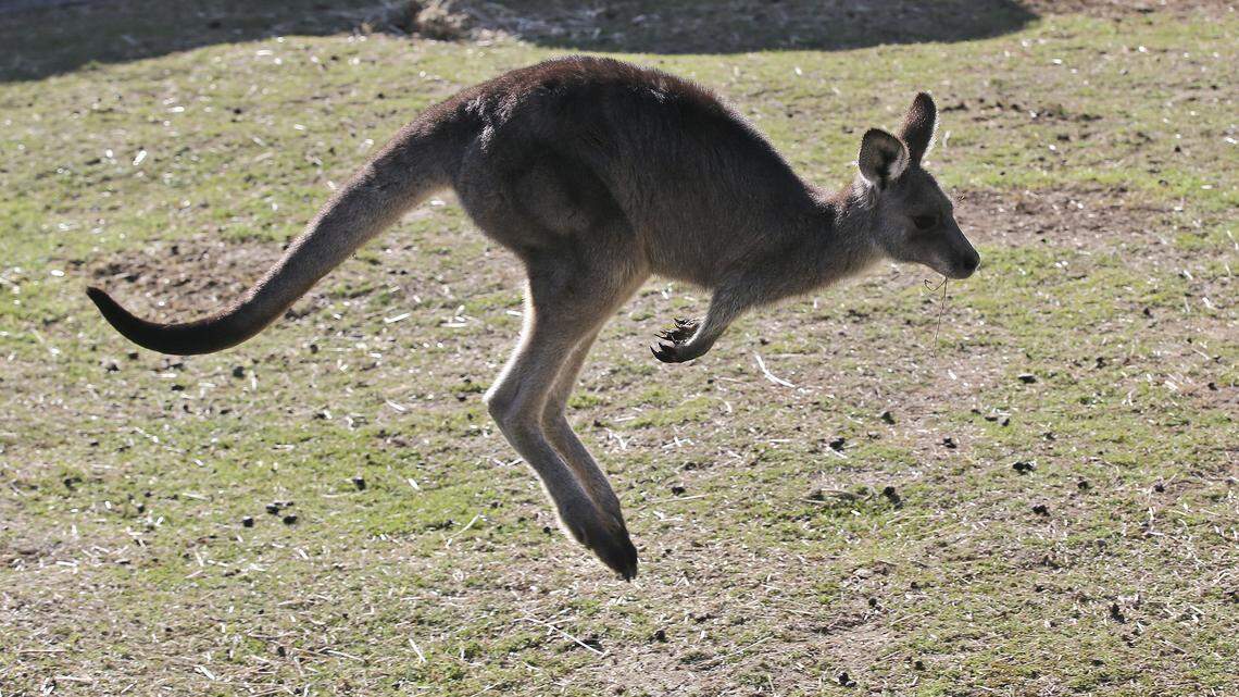 An eastern grey kangaroo hops along a hill side in the Wombeyan Karst Conservation Reserve, south west of Sydney, Australia.