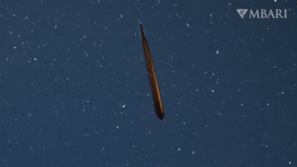 A highfin dragonfish was recently found in Monterey Bay, researchers said.