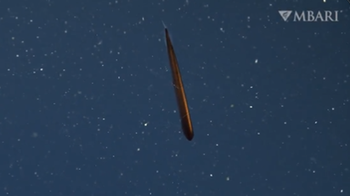 A highfin dragonfish was recently found in Monterey Bay, researchers said.