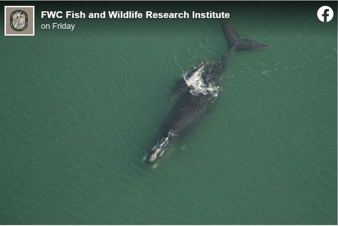 Researchers spotted the second mother and calf pair on Dec. 8