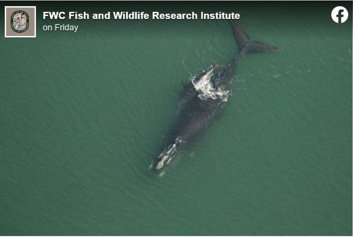 Researchers spotted the second mother and calf pair on Dec. 8