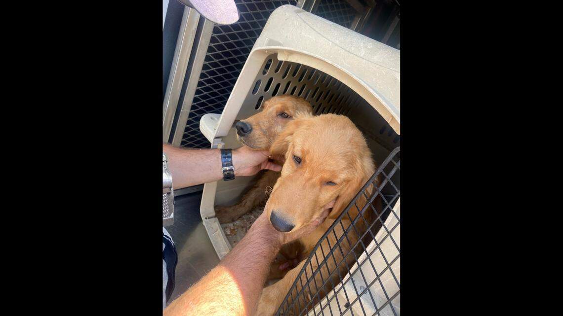 Puppies were rescued after a man stole a truck with them inside, California police said.