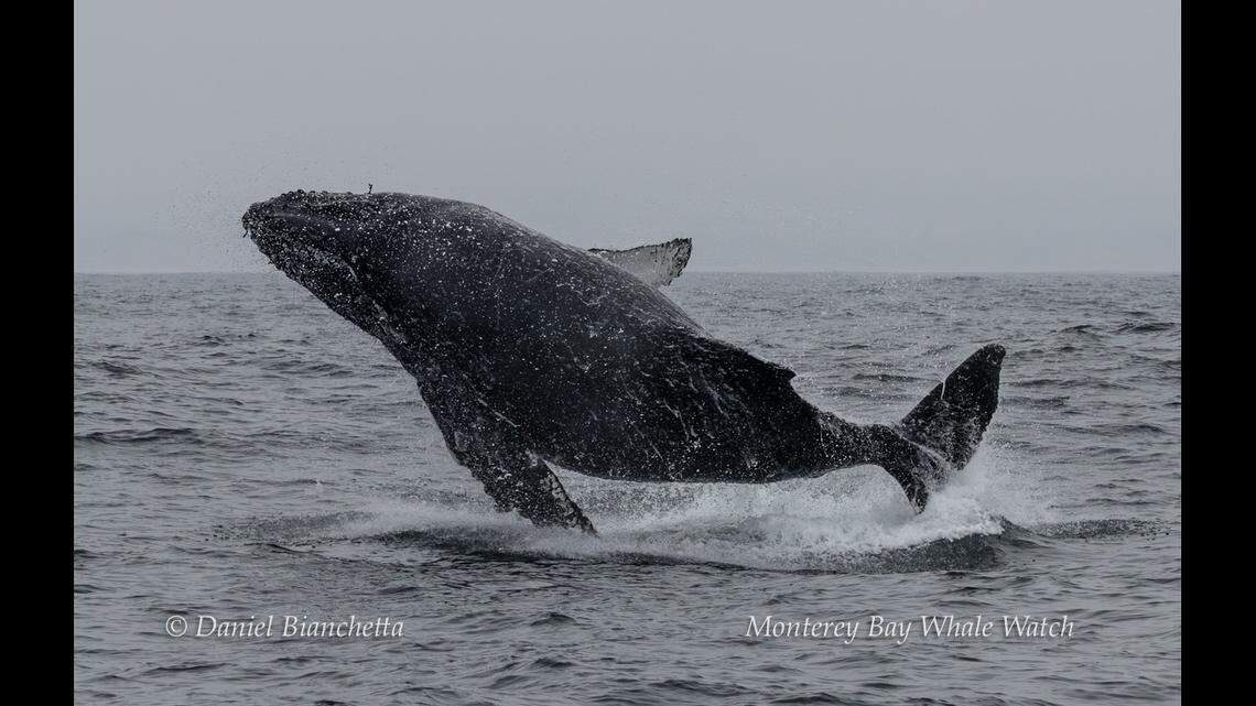 One of the massive creatures returns to the water after breaching.