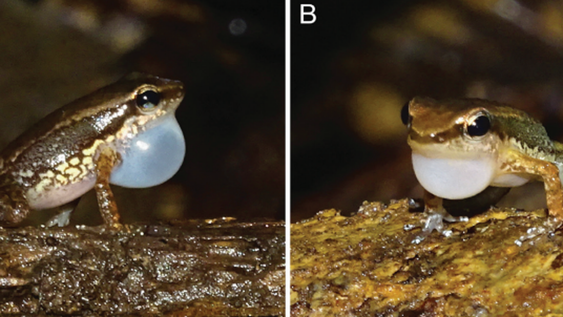 The creature has a translucent vocal sac, experts said.