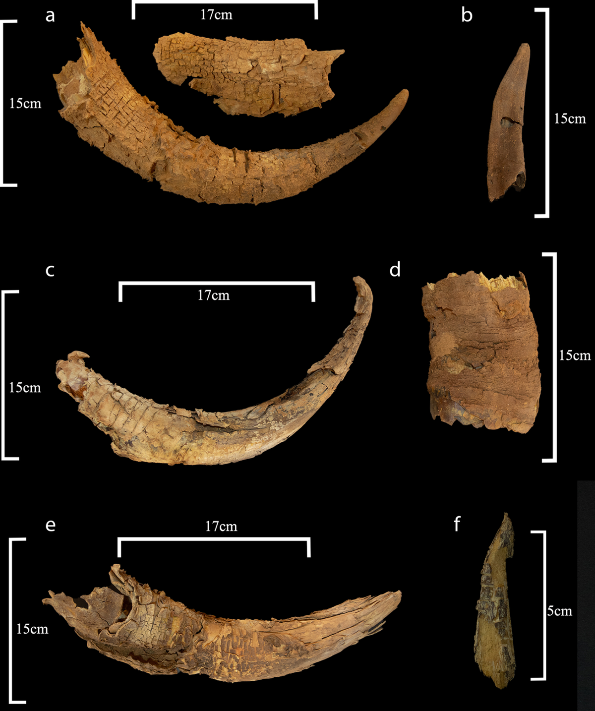 Horns from cattle, goat and gazelle found in the mustatils