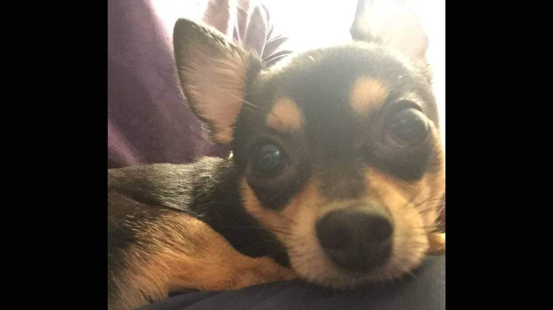 Dunky, the 4-year-old Chihuahua pictured here, was thrown from a parking garage to his death in February, prosecutors said.