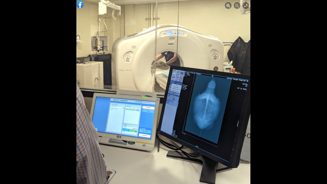 Kale, an endangered sea turtle, made a trip to an Alabama hospital for a CT scan.