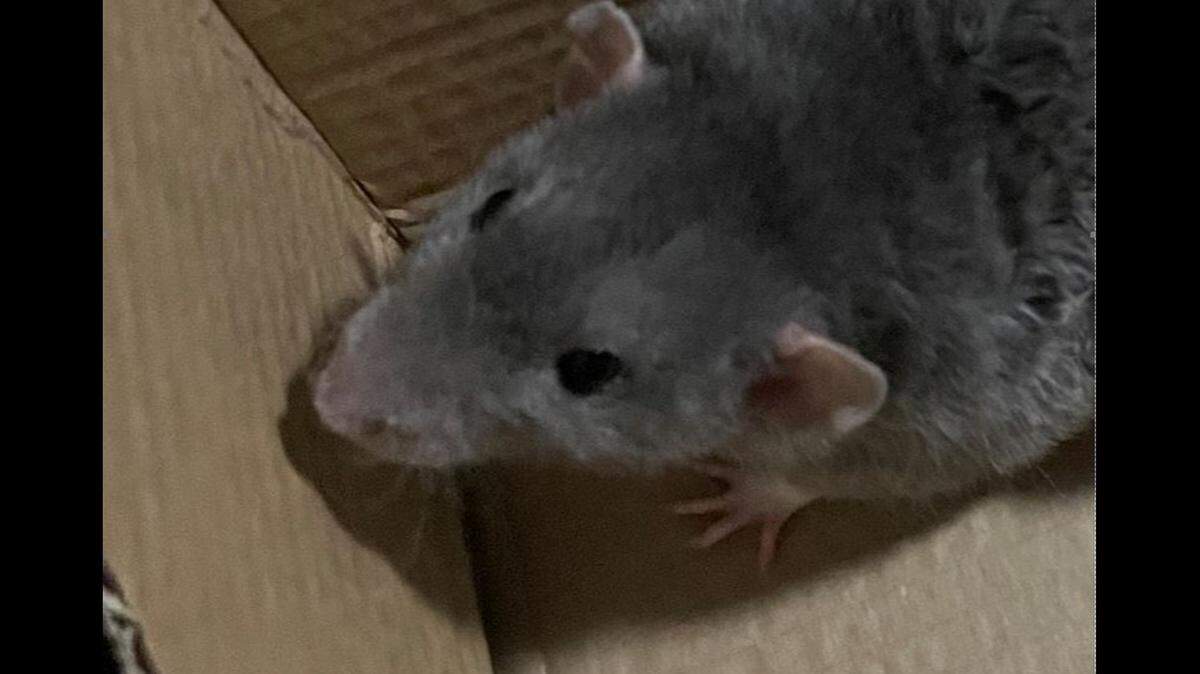A man threatened passengers at a Massachusetts train station with his pet rat, Jerry, authorities said.