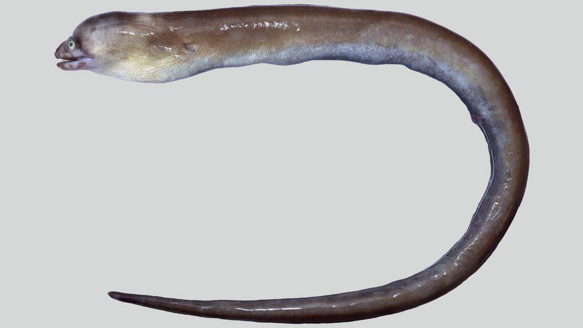 A new species of eel was recently discovered off the coast of India, according to a study published in the journal Zoosystematics and Evolution.