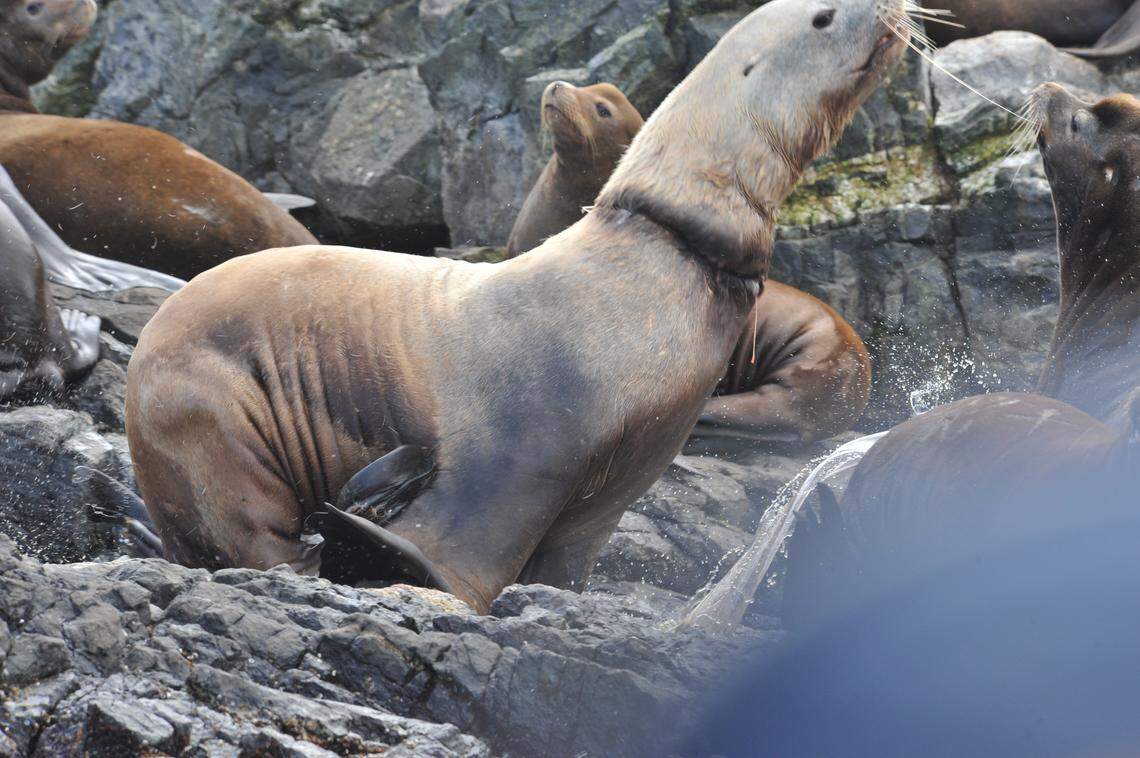 The injured animal was found in a protected area near Sooke, Vancouver Island, rescuers said.