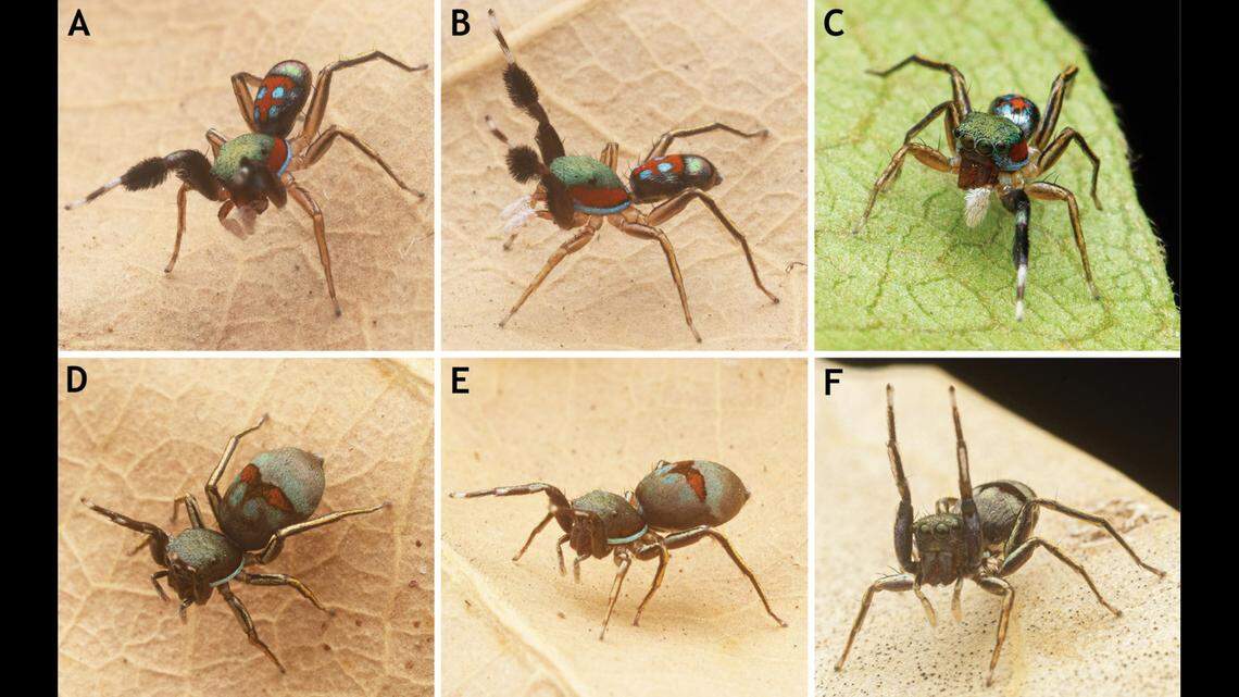 The new species was named the “glossy jumping spider” after its iridescent scales.