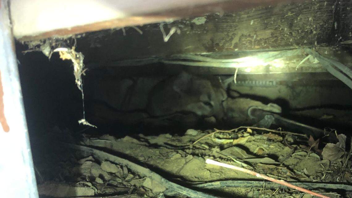 Wildlife officials tranquilized and relocated a mountain lion found under a porch in Boulder, Colorado, on Feb. 27.