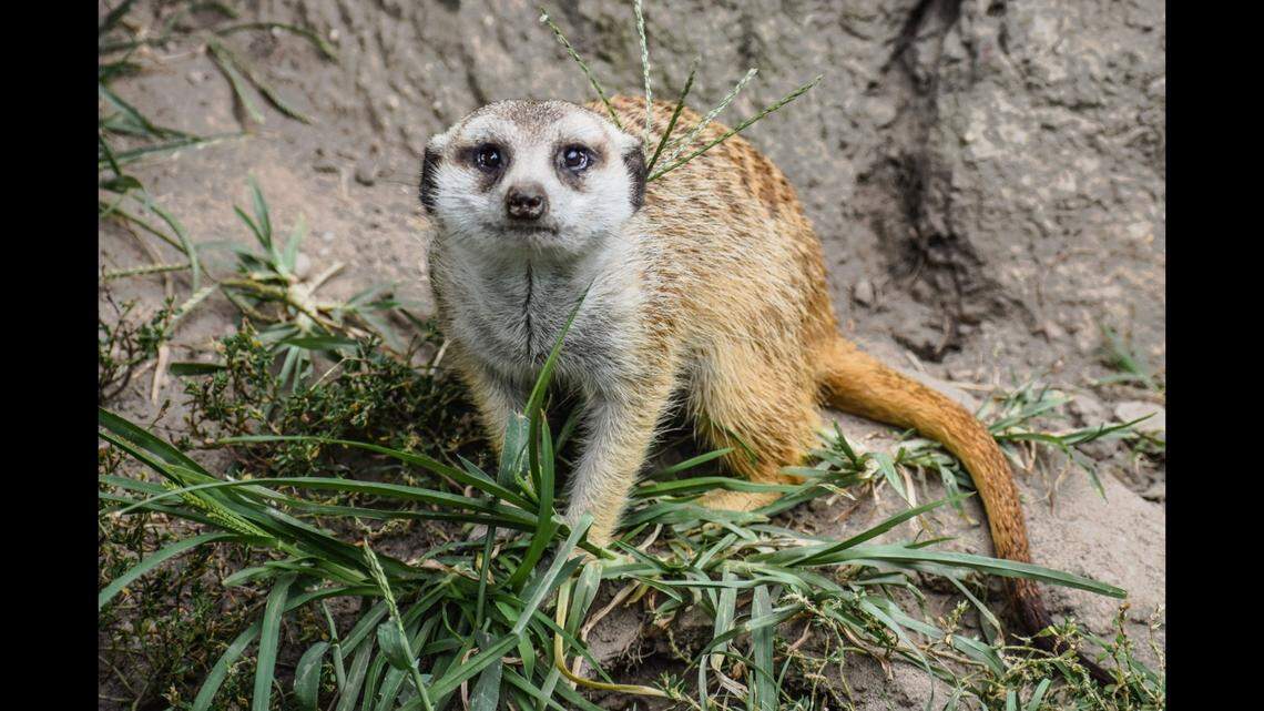 A beloved meerkat, Tim, at the Virginia Zoo died after a stroke.
